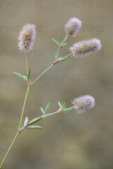 Haresfoot Clover (Trifolium arvense)