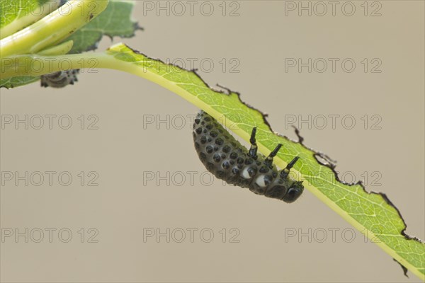 Larva