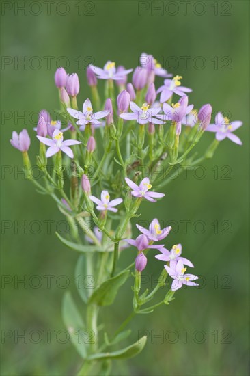 European centaury (Centaurium erythraea)