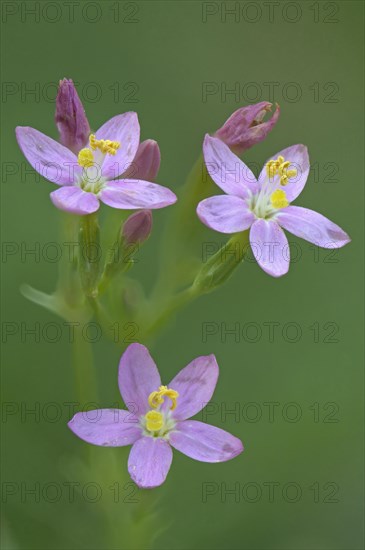 European centaury (Centaurium erythraea)