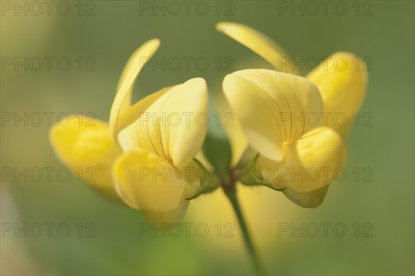 Common Bird's-foot Trefoil (Lotus corniculatus)