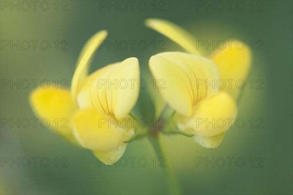 Common Bird's-foot Trefoil (Lotus corniculatus)