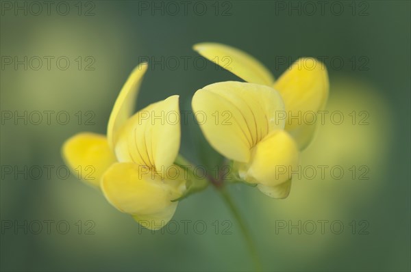 Common Bird's-foot Trefoil (Lotus corniculatus)