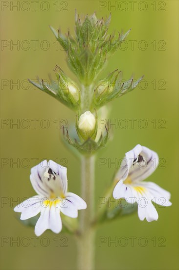 Eyebright (Euphrasia officinalis)