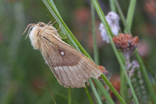 Oak eggar (Lasiocampa Quercus) moth