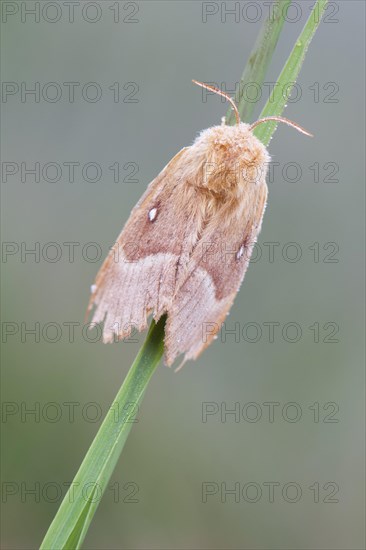 Oak eggar (Lasiocampa Quercus) moth