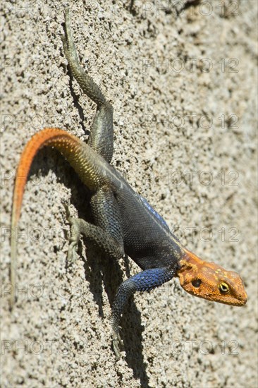 Agama (Agama agama)