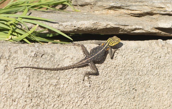 Agama (Agama agama)