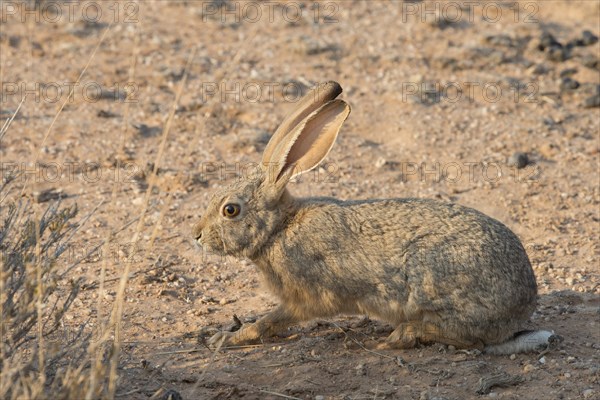 Cape hare (Lepus capensis)