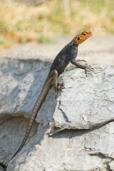 Agama (Agama agama)