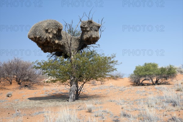 Sociable weaver (Philetairus socius) community nest