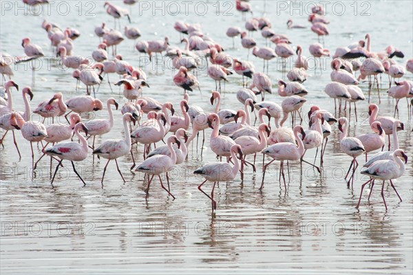 Lesser Flamingos (Phoeniconaias minor) in the water