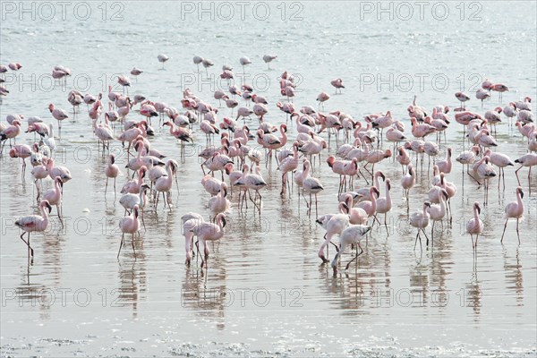 Lesser Flamingos (Phoeniconaias minor) in the water