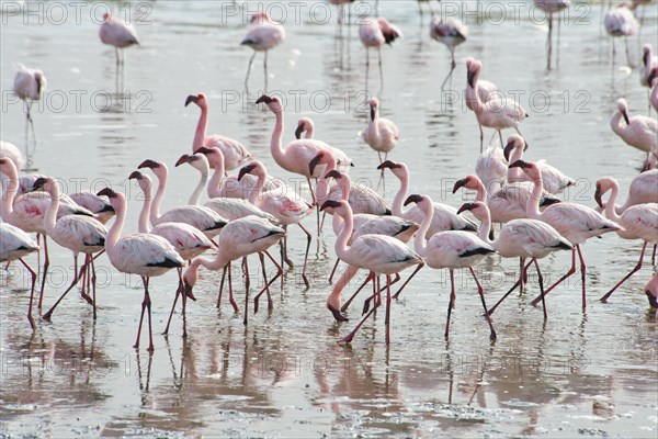 Lesser Flamingos (Phoeniconaias minor) in the water