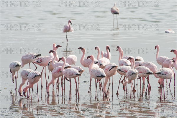 Lesser Flamingos (Phoeniconaias minor) in the water