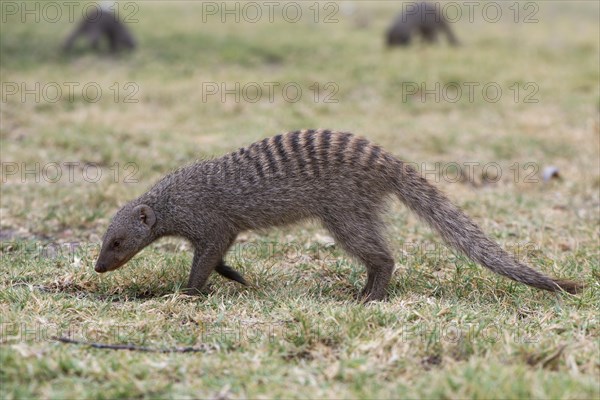 Banded mongoose (Mungos mungo)