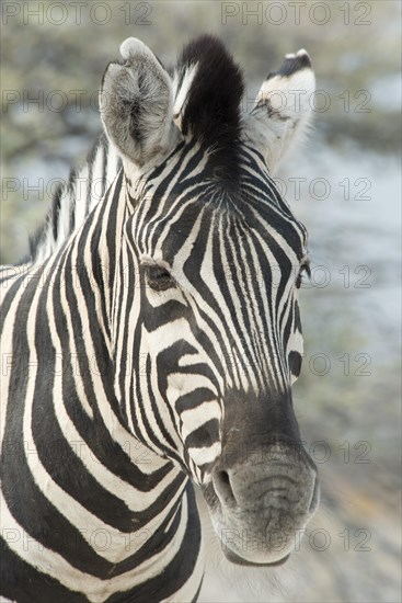 Plains zebra (Equus burchelli)