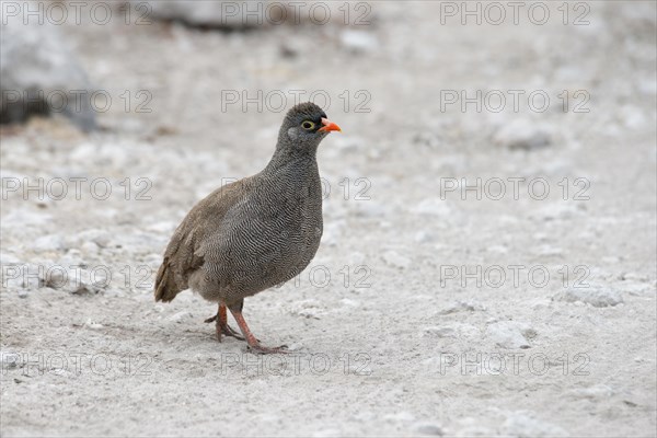 Red-billed spurfowl (Francolinus adspersus)