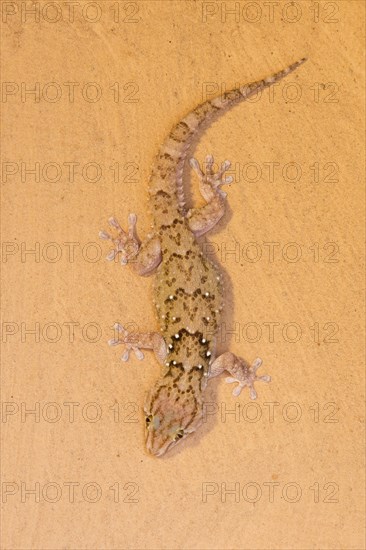 Turner gecko (Chondrodactylus turneri)