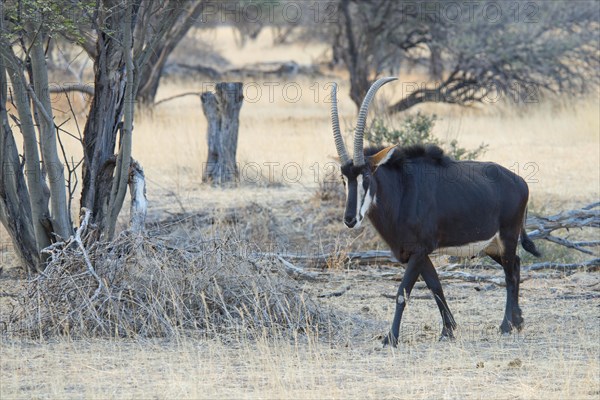 Sable antelope (Hippotragus niger)