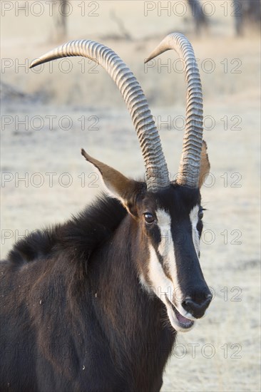 Sable antelope (Hippotragus niger)