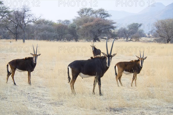 Sable antelope (Hippotragus niger)