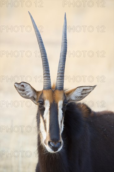 Sable antelope (Hippotragus niger)