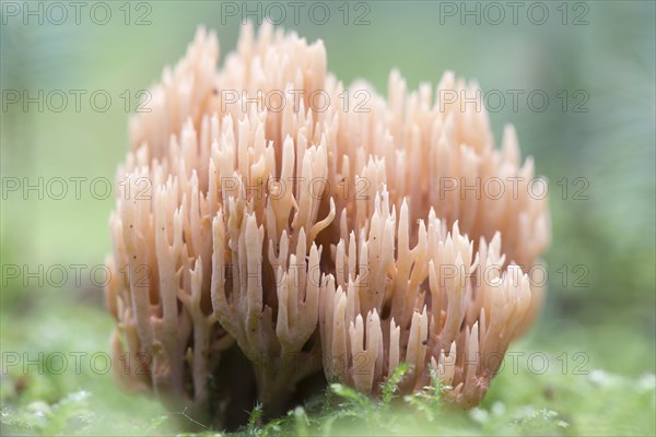 Ramaria eumorpha