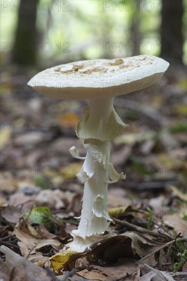 False death cap (Amanita citrina)