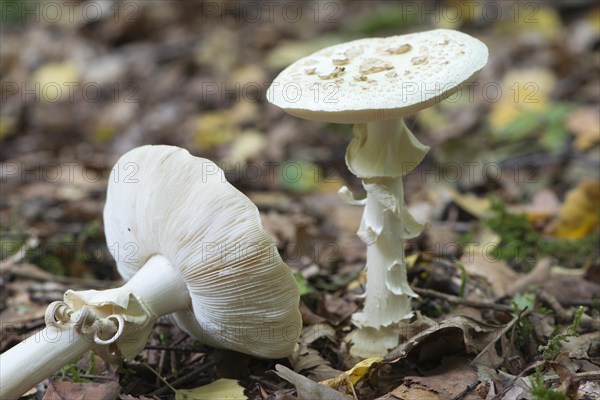 False death cap (Amanita citrina)