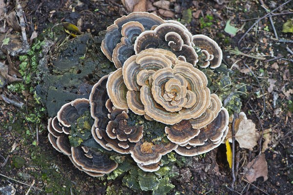 Hairy Curtain Crust fungus (Stereum hirsutum)