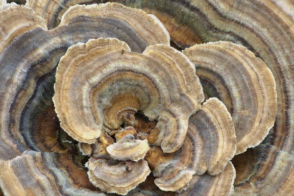 Hairy Curtain Crust fungus (Stereum hirsutum)