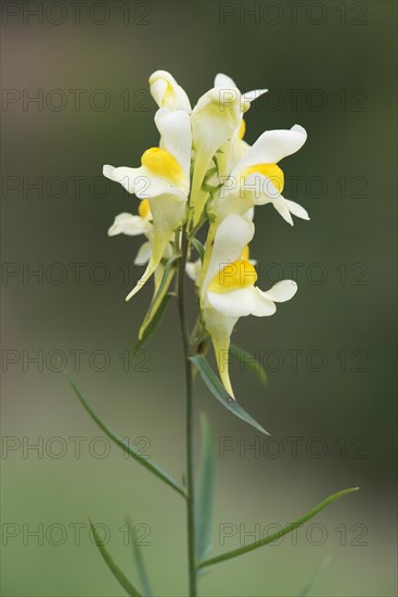 Common toadflax