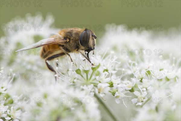 Volucella inanis (Volucella inanis)