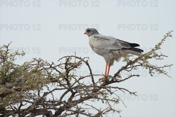 Eastern chanting goshawk (Melierax poliopterus) on an umbrella thorn acacia (umbrella acacia tortilis)