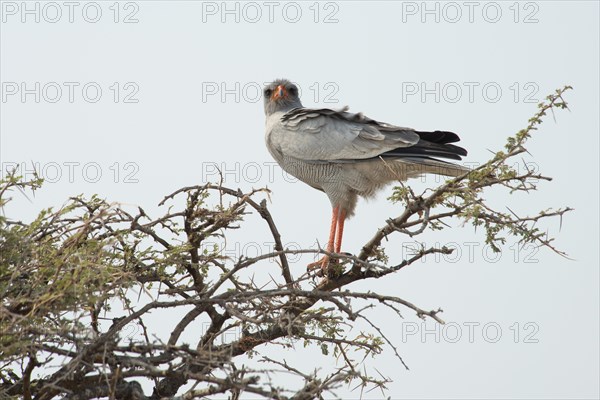 Eastern chanting goshawk (Melierax poliopterus) on an umbrella thorn acacia (umbrella acacia tortilis)