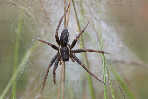 Raft spider (Dolomedes fimbriatus) in its web