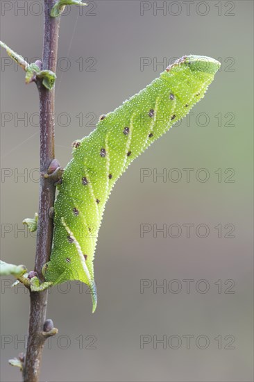 Eyed hawk-moth (Smerinthus ocellata) caterpillar