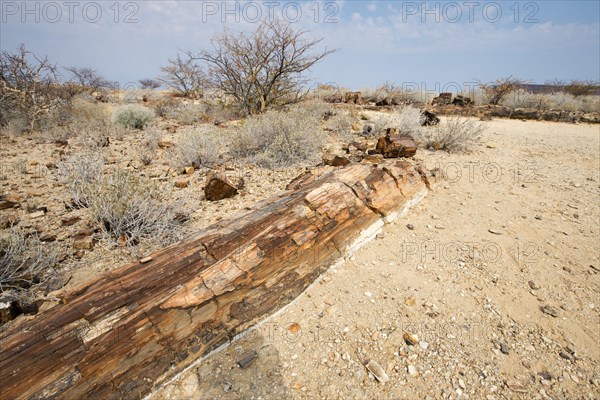 Petrified forest