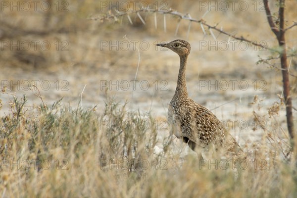 Red-crested korhaan (Lophotis ruficrista)