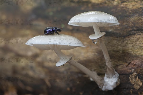 Porcelain fungus (Oudemansiella mucida)