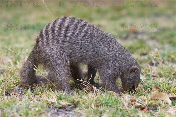 Banded mongoose (Mungos mungo)