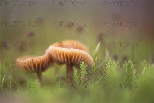 Honey waxcap (Hygrocybe reidii)