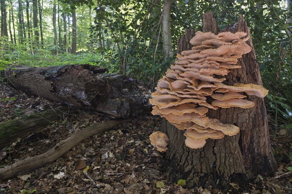 Giant polypore or black-staining polypore (Meripilus giganteus)