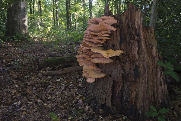 Giant polypore or black-staining polypore (Meripilus giganteus)