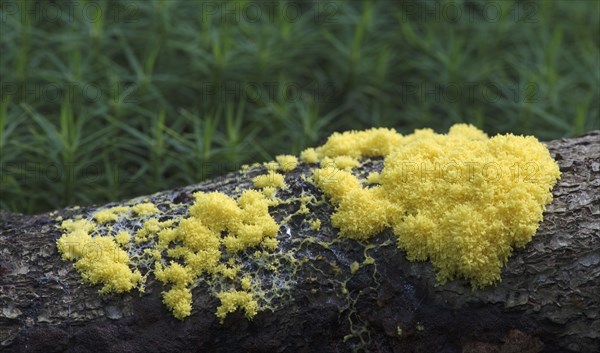 Slime mould