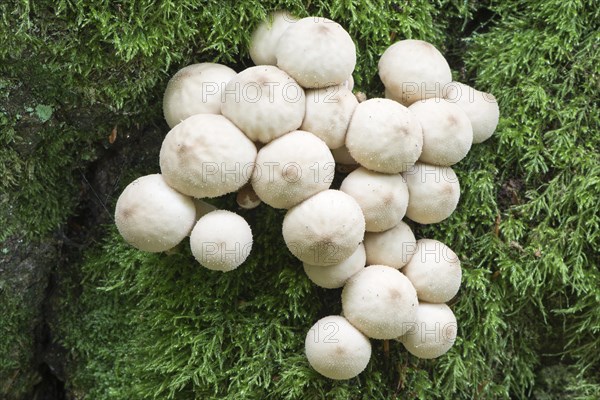 Common puffball (Lycoperdon perlatum)