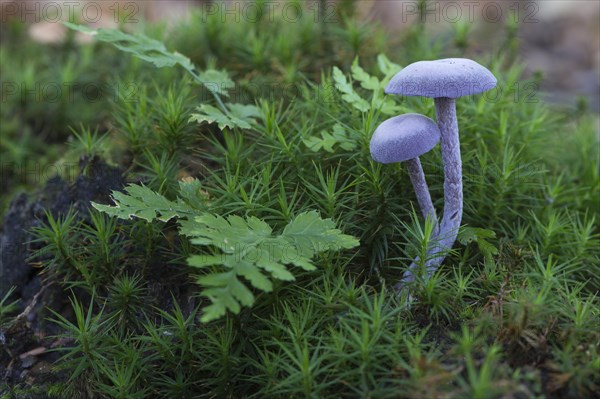 Amethyst deceiver (Laccaria amethystea)