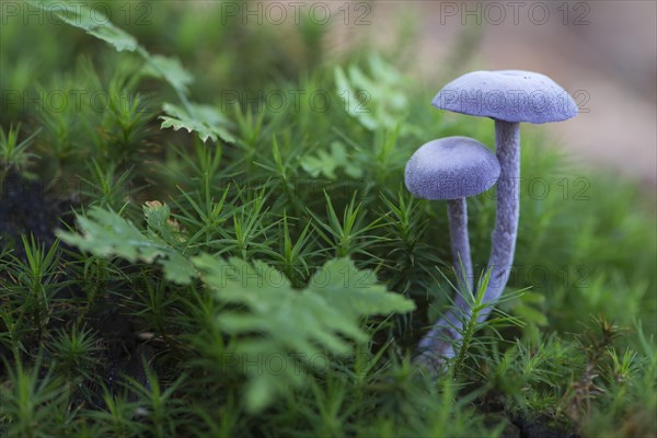 Amethyst deceiver (Laccaria amethystea)