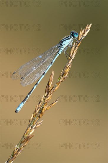 European damselfly (Enallagma cyathigerum) on a blade of grass